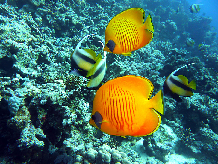 diving-underwater-dive-butterflyfish-preview.jpg